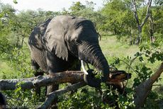 Afrikanischer Elefant (65 von 131).jpg